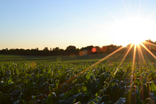 Optimizing Your Crop Yield: The Essential Role of Soil pH Testing in Agricultural Productivity